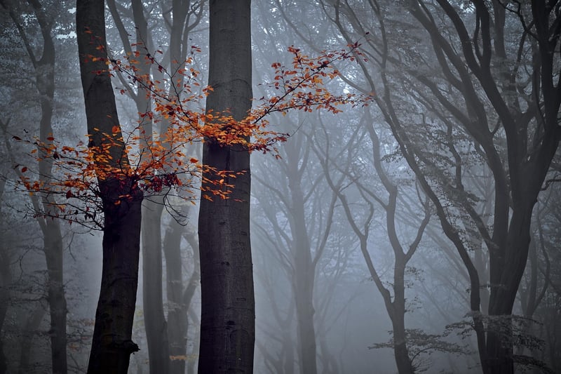 Nature Connection